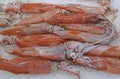 Freshly caught loligo squid on crushed ice on display for sale at fish market