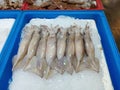 Squids on ice in box. Royalty Free Stock Photo