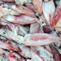 Squids in the seafood market