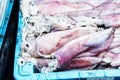 Squids in a transportation box for shipping Royalty Free Stock Photo