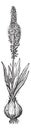 Squill or Drimia maritima, vintage engraving