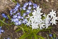 Squill Flowers