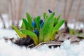 Squill flowers pushing through snow