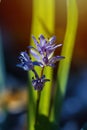 Squill inflorescence with tender blue flowers in a blurred background, sun flare in lens, green ecotourism and nature wonder Royalty Free Stock Photo