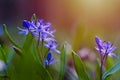 Squill inflorescence with tender blue flowers in a forest meadow, sun flare in lens, green ecotourism, inspiration Royalty Free Stock Photo