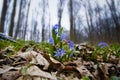 Squill Scilla bifolia L blooming plant in cold cloudy sky of a spring awakening forest, bare tree trunks