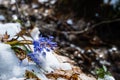 Squill or wood squill blue flowers sprout under the spring snow. Scilla bifolia, the alpine squill or two-leaf squill Royalty Free Stock Photo