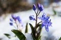 Squill or wood squill blue flowers sprout under the spring snow. Scilla bifolia, the alpine squill or two-leaf squill Royalty Free Stock Photo