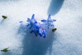 Squill or wood squill blue flowers sprout under the spring snow. Scilla bifolia, the alpine squill or two-leaf squill Royalty Free Stock Photo