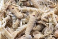 Squilla mantis in a seafood market. Close up