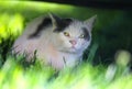 The squint-eyed cat walking outdoor Royalty Free Stock Photo