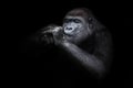 Squinting female gorilla with hands at the muzzle close-up, funny as if lighting a cigarette