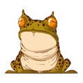 An Squinting Frog, isolated vector illustration. Cartoon picture of a calm toad sitting. Drawn animal sticker. Simple drawing of a Royalty Free Stock Photo