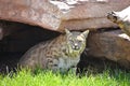 Squinting Lynx in a Rock Cavern on a Summer Day Royalty Free Stock Photo