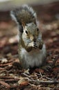 Squirel with acorn Royalty Free Stock Photo