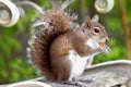 Squirel eating cookies on a garden bench Royalty Free Stock Photo