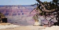 Squirel at Grand Canyon Royalty Free Stock Photo