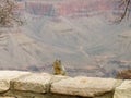 Squirel Over Canyon