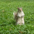 Squirel posing to the camara