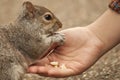 Squirrel eating from hand Royalty Free Stock Photo