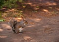 Squirell eating Nuts. Royalty Free Stock Photo