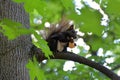Squirell eating Royalty Free Stock Photo