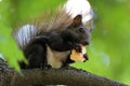 Squirell eating Royalty Free Stock Photo
