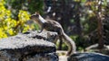 Little squirrel sitting on the rock Sciurus vulgaris