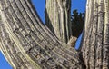 A Squirrel Sitting In A Saguaro Cactus In Arizona Royalty Free Stock Photo