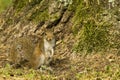 Squirl Closeup Royalty Free Stock Photo