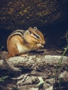 A squirl finds food in a quiet place in the forest. Royalty Free Stock Photo