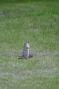 Squirl near Lake Louise Royalty Free Stock Photo