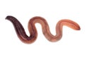 Squirming animal earthworm isolated on a white background Royalty Free Stock Photo