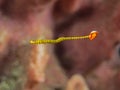 Yellowbanded pipefish. Squirm Royalty Free Stock Photo