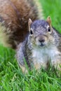Squirrel Royalty Free Stock Photo