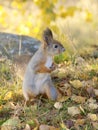 Squirrel Royalty Free Stock Photo