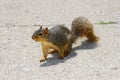 Squirrel Royalty Free Stock Photo