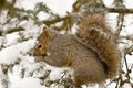 Squirrel Royalty Free Stock Photo