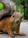 Squirrel Royalty Free Stock Photo