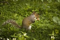 Squirrel Royalty Free Stock Photo