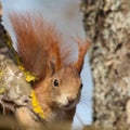 Squirrel Royalty Free Stock Photo