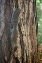 Squirrel Royalty Free Stock Photo