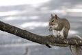 Squirrel Royalty Free Stock Photo