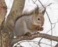 Squirrel Royalty Free Stock Photo