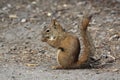 Squirrel Royalty Free Stock Photo