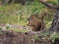 Squirrel Royalty Free Stock Photo