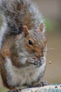 Squirrel Royalty Free Stock Photo