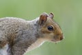 Squirrel Royalty Free Stock Photo