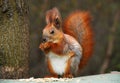 Squirrel Royalty Free Stock Photo