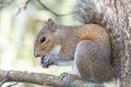 Squirrel Royalty Free Stock Photo